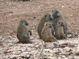 Western_Corridor2009-54